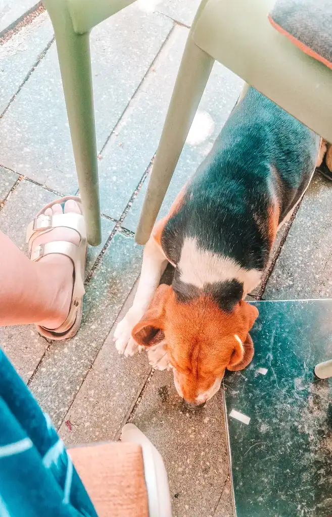 Beagle curled up and resting under a café table on a stone patio, with a person wearing gold sandals visible nearby.
