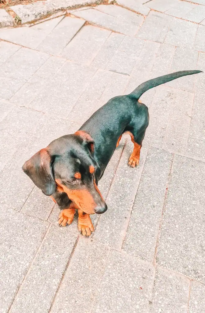 A black and tan dachshund-style dog standing alert on a paved street, looking off to the side with its tail curled up.