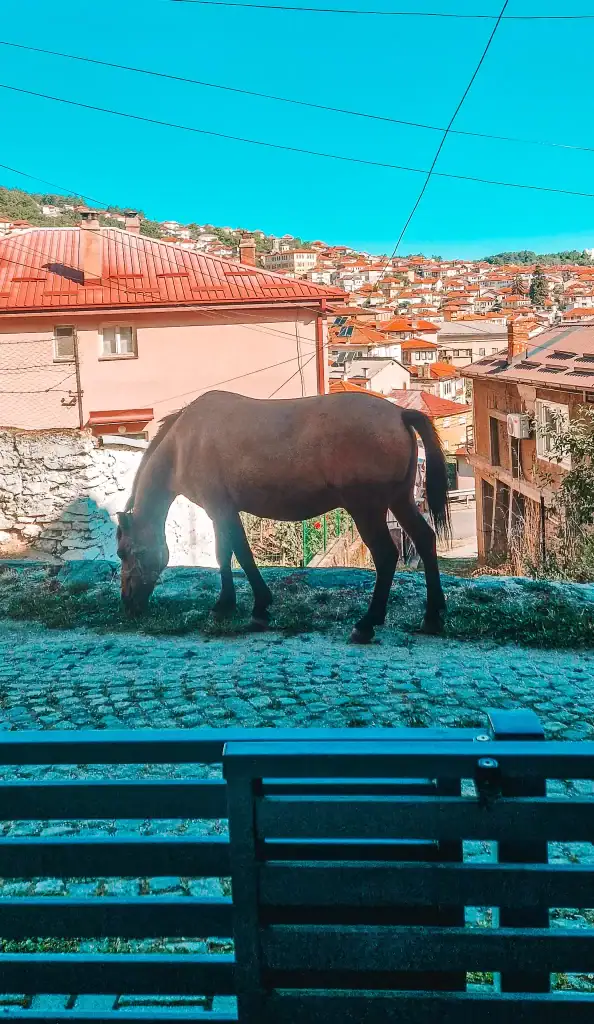A lone brown horse grazing on a cobblestone street with a hilltop townscape in the background, showcasing the peaceful rural charm among the things to do in Krusevo.