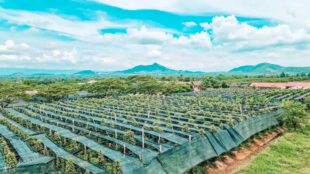 Neat rows of pepper plants covered with shade netting stretch across the green landscape near Kampot, Cambodia, with misty mountains rising in the distance.