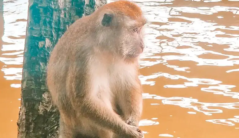 A macaque monkey perched calmly on a tree branch over murky water, likely spotted near a mangrove or riverbank during a nature stop on a 2 week Malaysia itinerary.