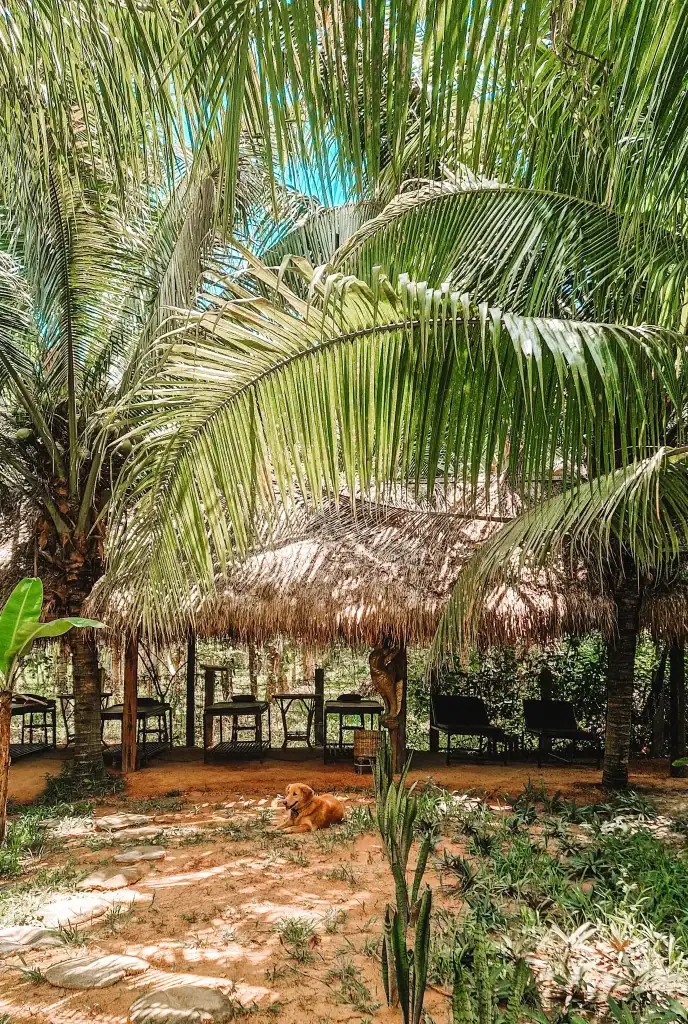 A sleepy golden dog lies in the sandy shade of a rustic palm-fringed hut at a peaceful outdoor retreat in Kep, Cambodia, surrounded by lush greenery.