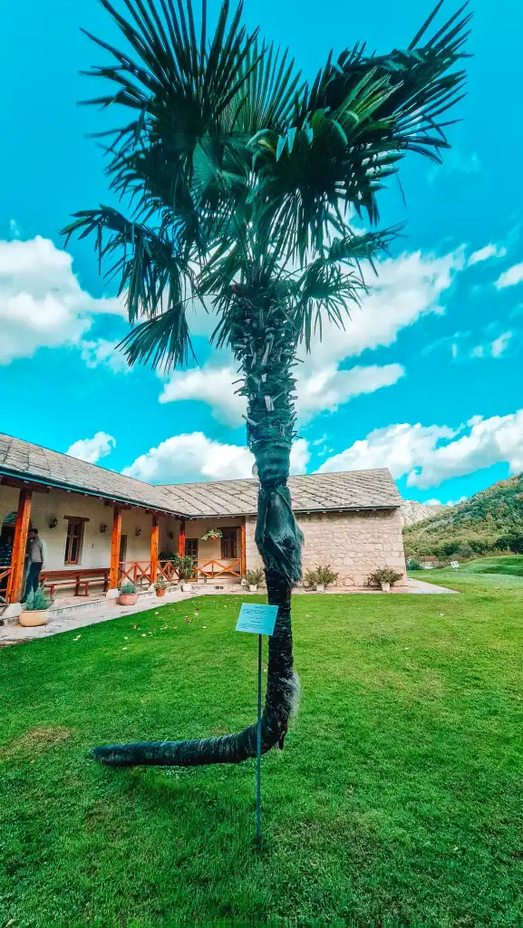 A palm tree with a dramatically curved trunk stands in the courtyard of a monastery near Mostar, with a signpost in front and traditional stone buildings in the background.