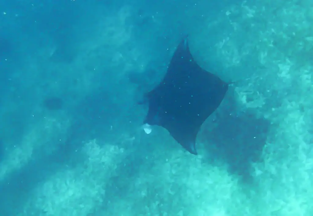 Underwater shot of a large manta ray gliding over a coral reef in Komodo, taken with an AKASO action camera.