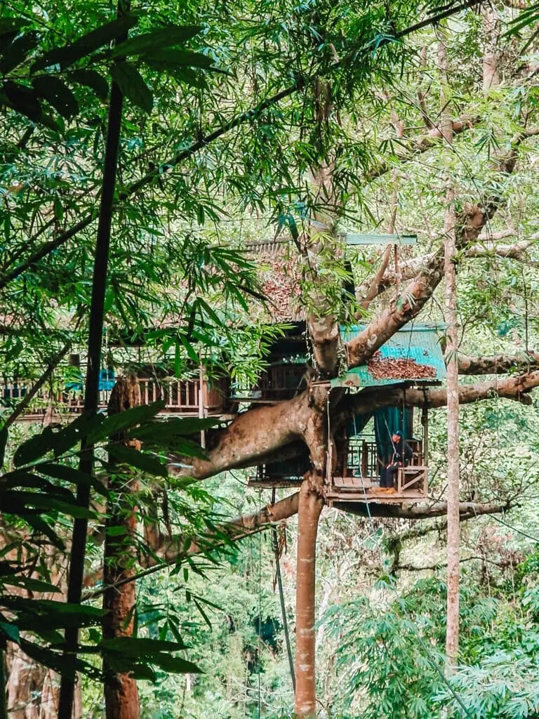 A treehouse built around a thick trunk is tucked into the forest canopy, surrounded by bamboo and accessed by zipline as part of the Gibbon Experience in Laos.